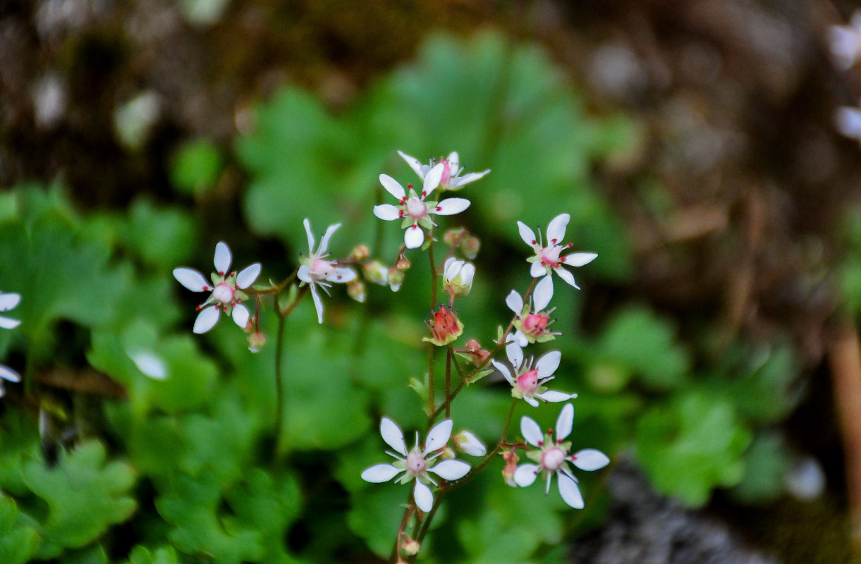 Изображение особи Micranthes nudicaulis.