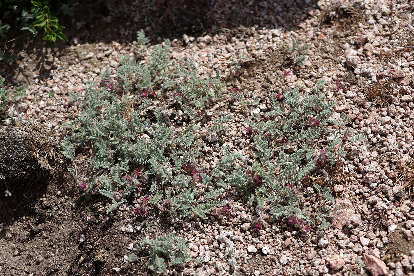 Image of Oxytropis jucunda specimen.