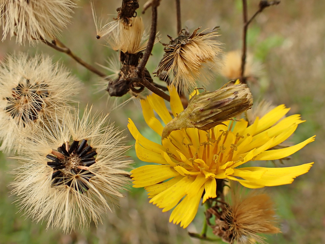 Image of Hieracium umbellatum specimen.