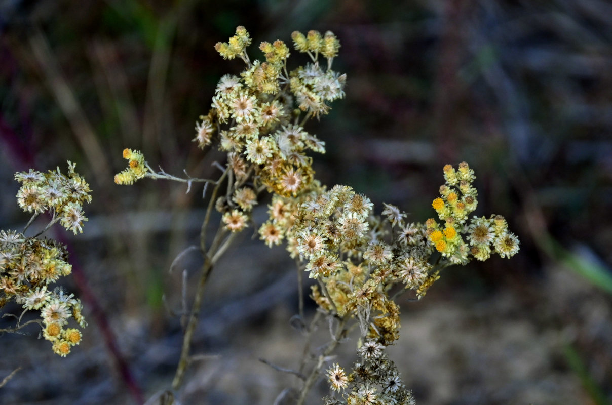 Изображение особи Helichrysum arenarium.