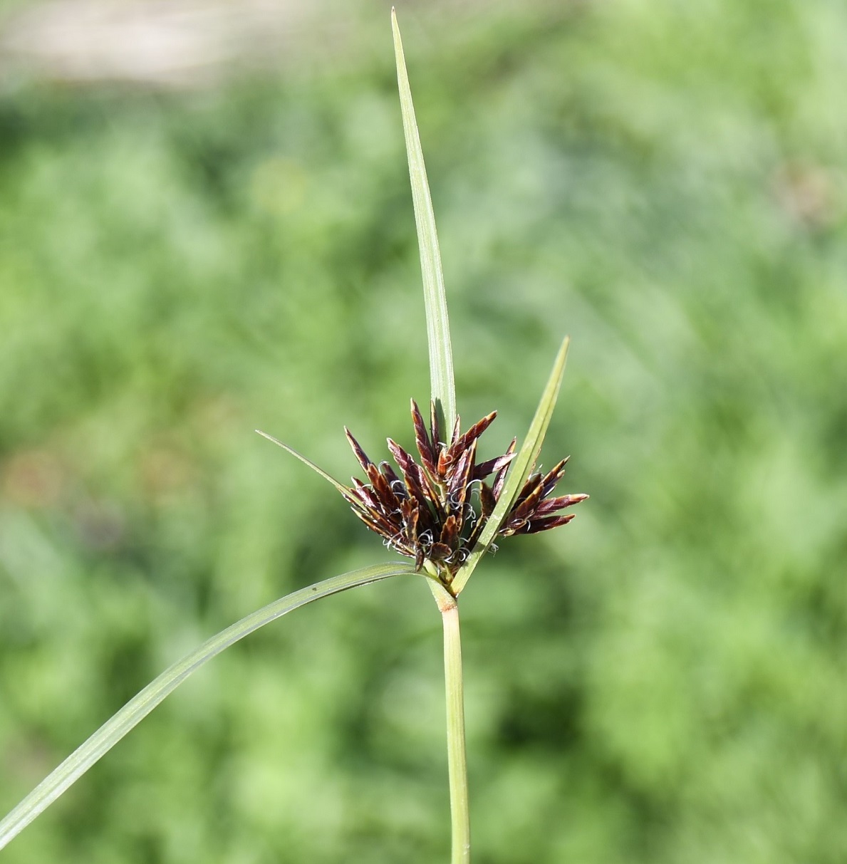 Image of genus Cyperus specimen.