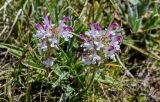 Pedicularis cheilanthifolia. Соцветия. Киргизия, Ошская обл., Памир, Заалайский хр., долина р. Ачик-Таш, ≈ 3600 м н.у.м., альпийский луг. 03.07.2022.