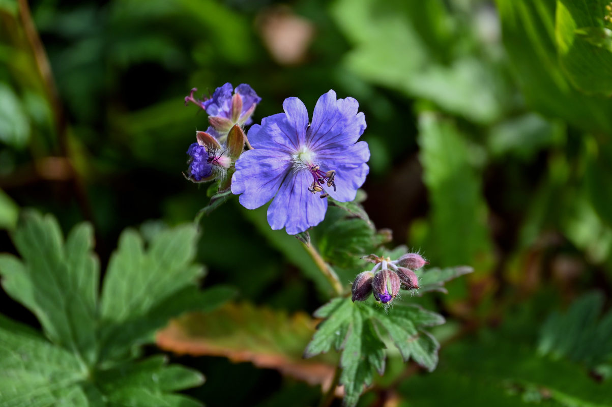 Image of Geranium erianthum specimen.