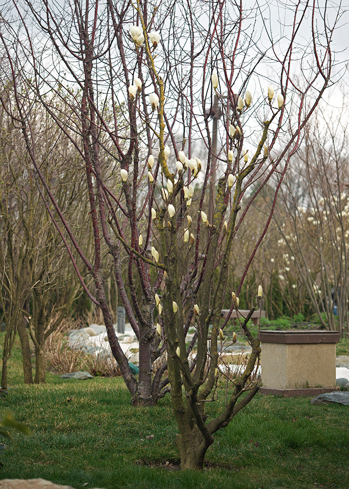 Image of Magnolia denudata specimen.
