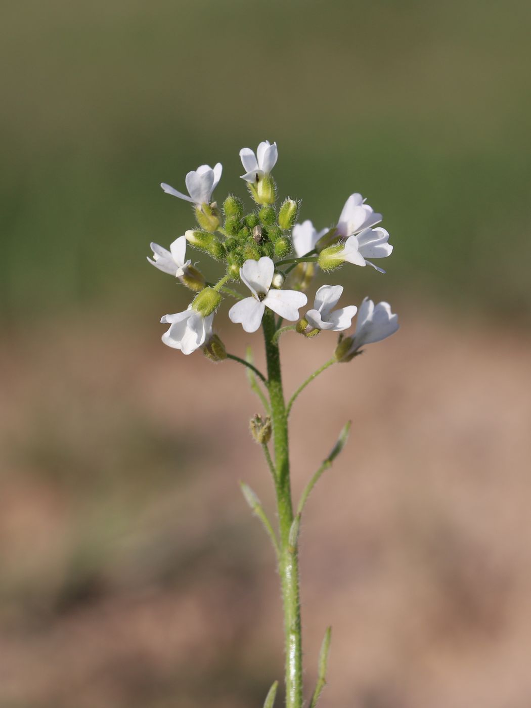 Image of Cryptospora omissa specimen.