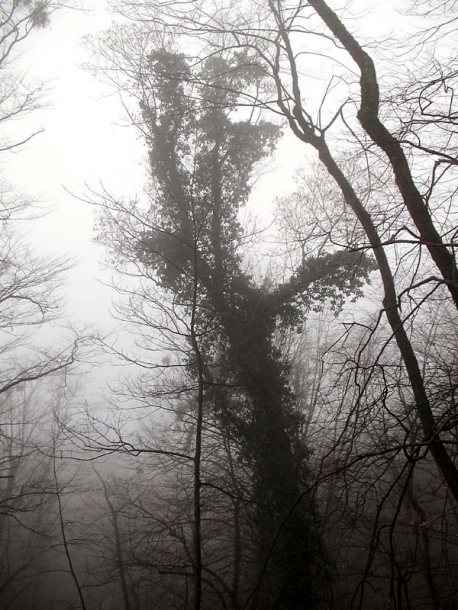 Image of Hedera pastuchovii specimen.