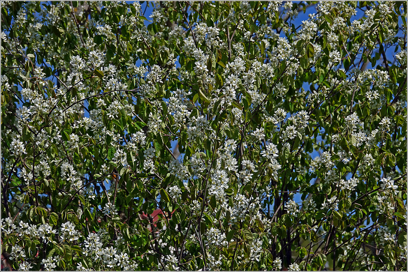 Изображение особи Amelanchier spicata.