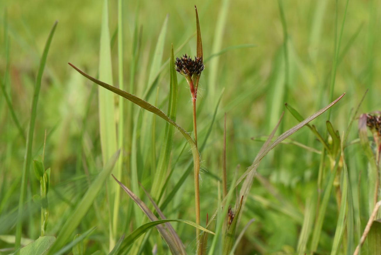 Image of Luzula multiflora specimen.