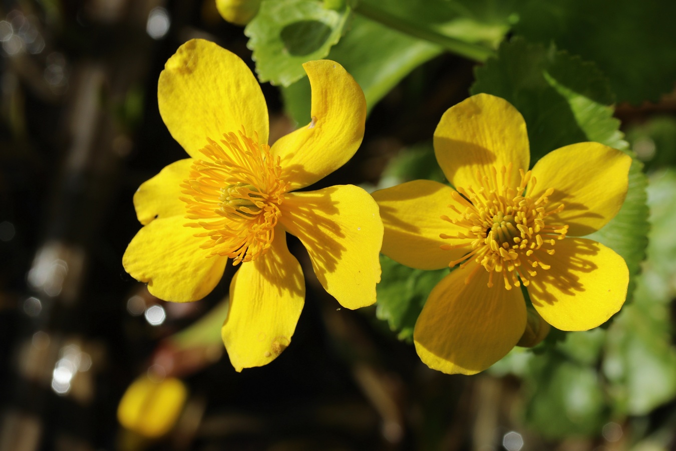 Изображение особи Caltha palustris.