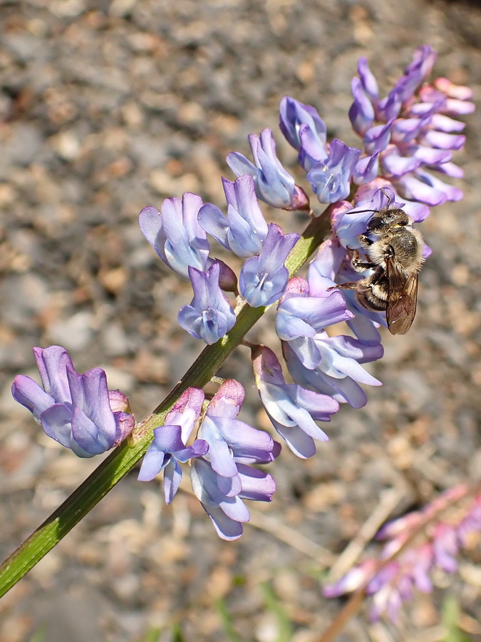 Изображение особи Vicia cracca.