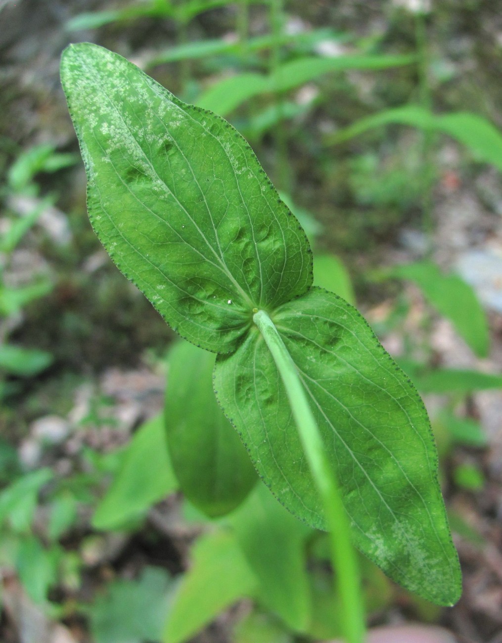 Изображение особи Hypericum montanum.