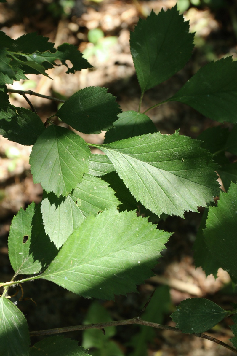 Изображение особи род Crataegus.