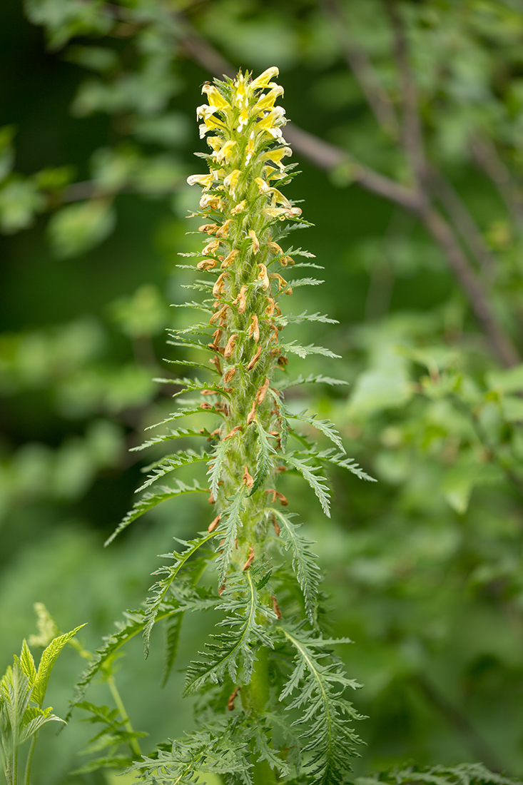 Image of Pedicularis condensata specimen.