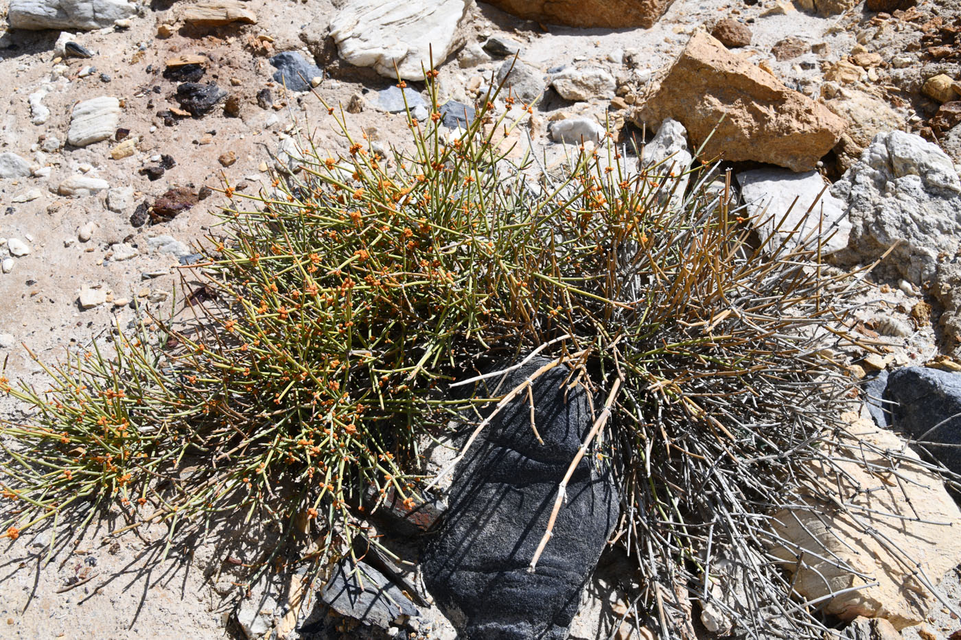 Image of genus Ephedra specimen.