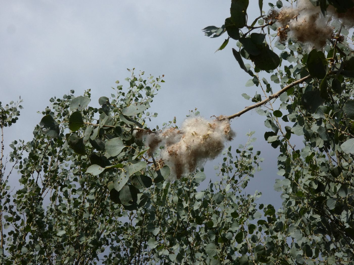 Изображение особи Populus pruinosa.