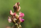 Onobrychis arenaria