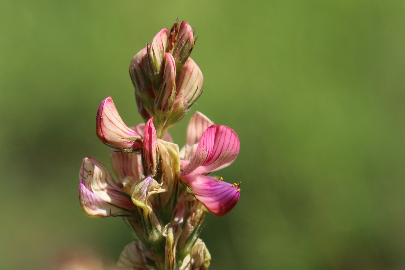 Image of Onobrychis arenaria specimen.