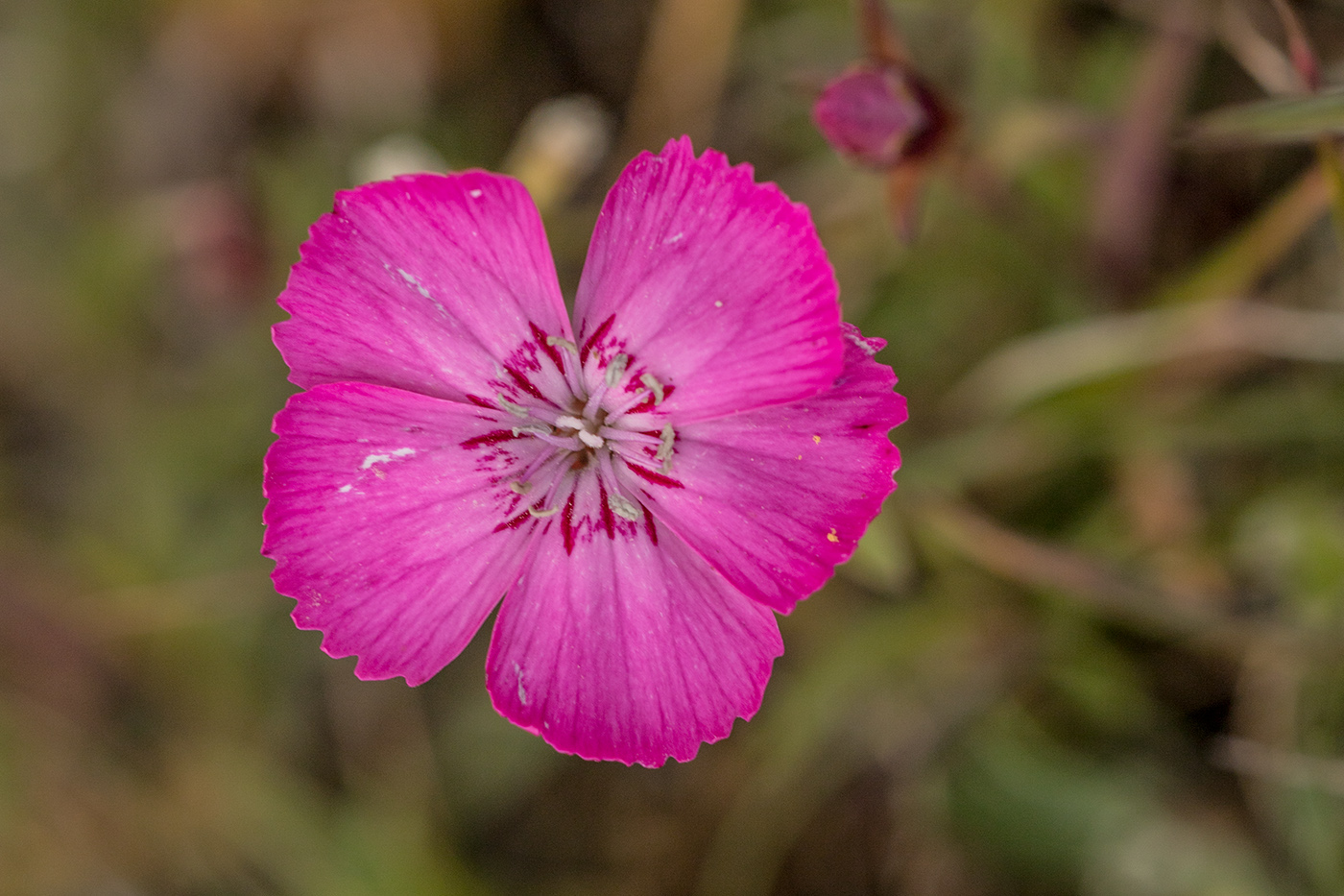 Image of Dianthus oschtenicus specimen.