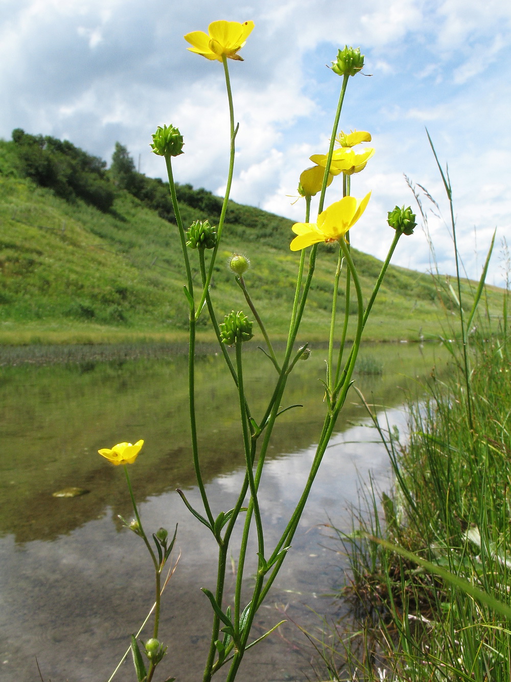 Image of genus Ranunculus specimen.