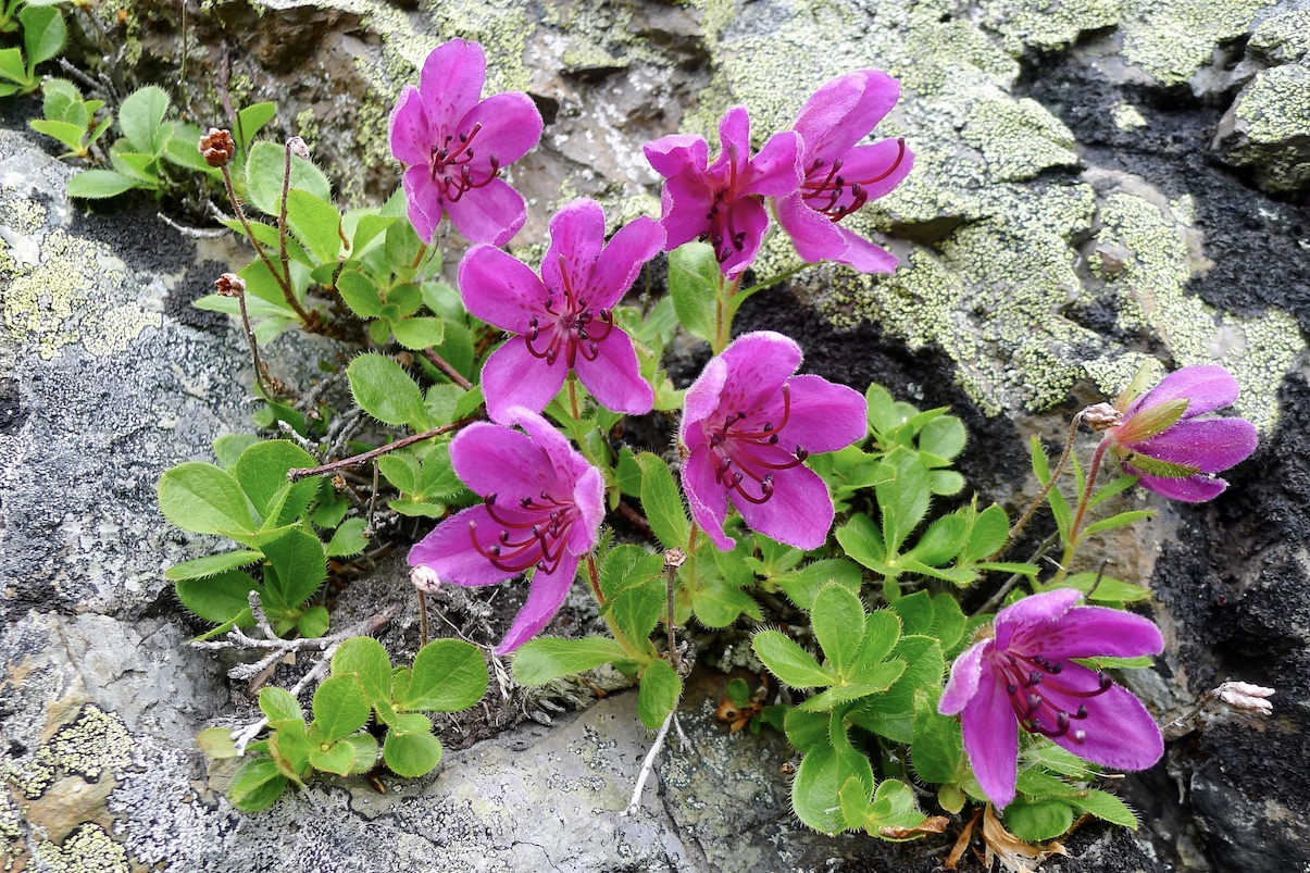 Изображение особи Rhododendron camtschaticum.