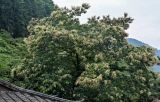 Castanea mollissima. Крона цветущего дерева. Китай, провинция Хунань, национальный парк \"Чжанцзяцзе\", опушка смешанного леса. 07.06.2024.