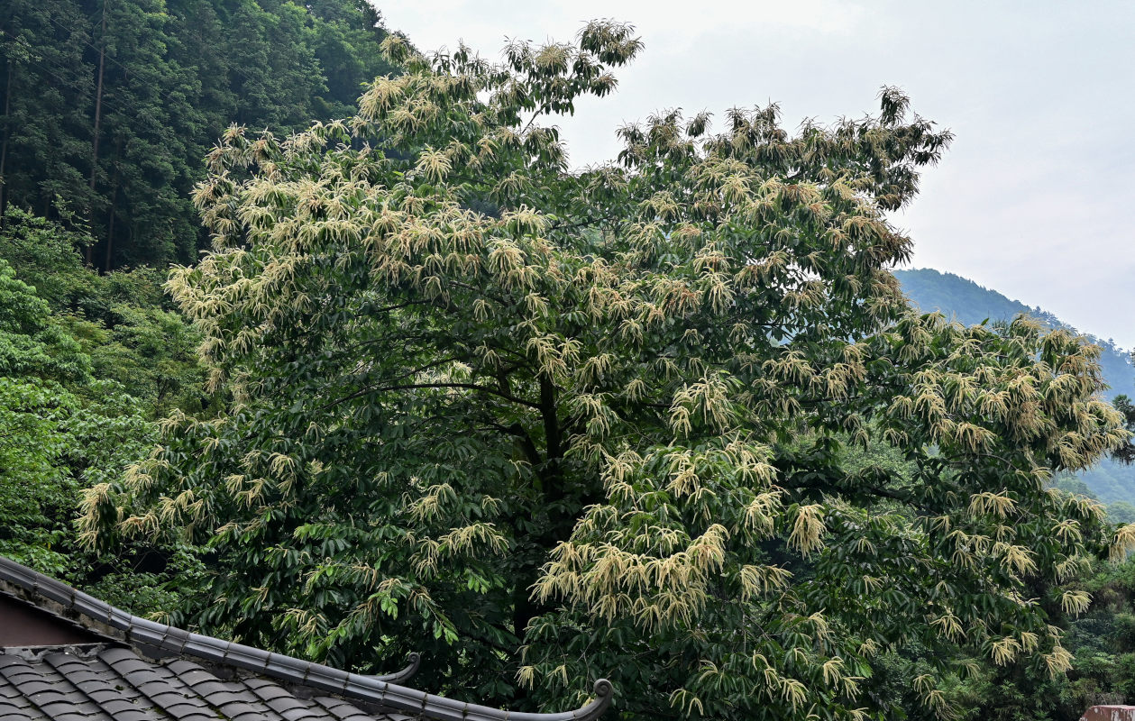 Image of Castanea mollissima specimen.