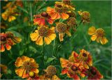 Helenium autumnale. Соцветия и формирующиеся соплодия. Московская обл., Раменский р-н, окр. дер. Хрипань, садовый участок. 23.08.2024.