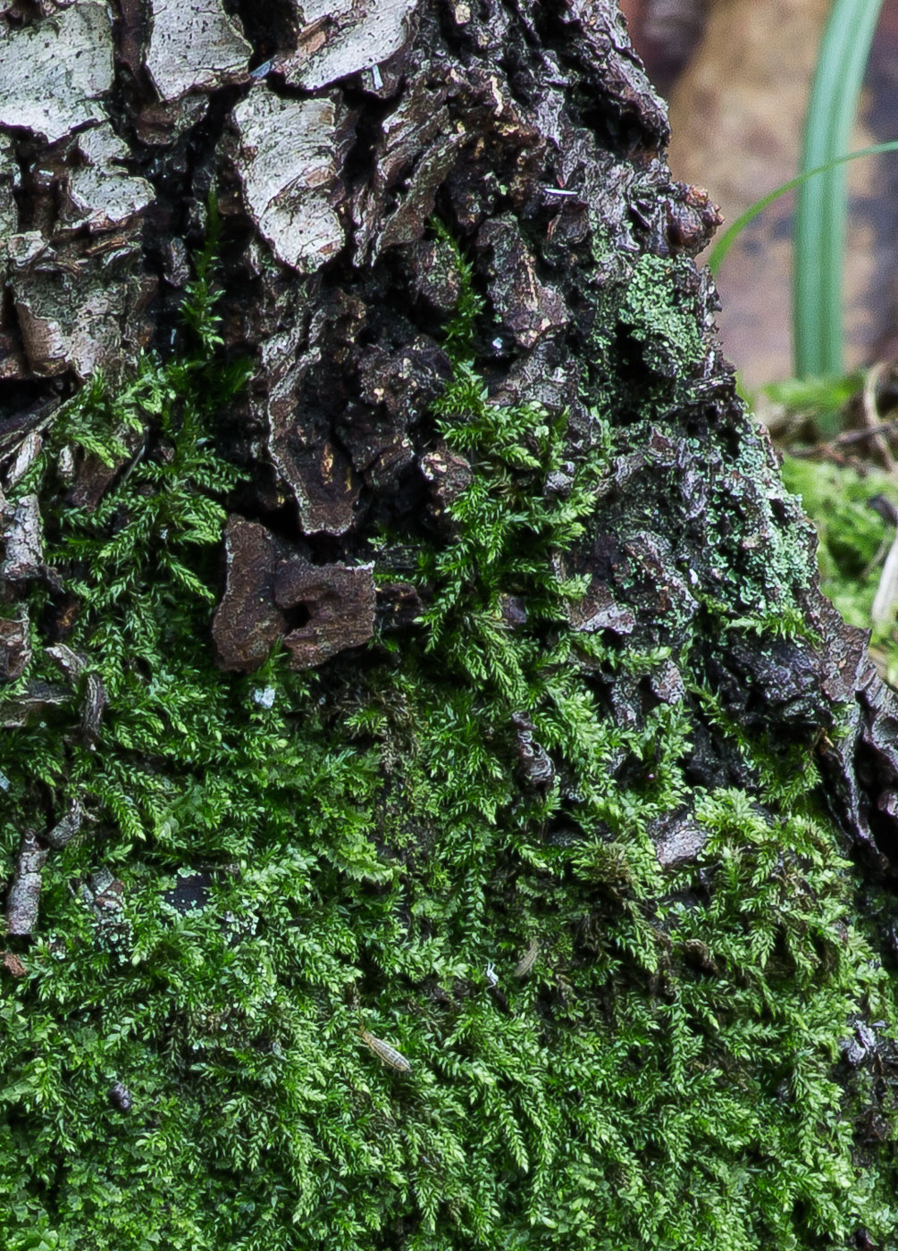 Image of class Bryopsida specimen.