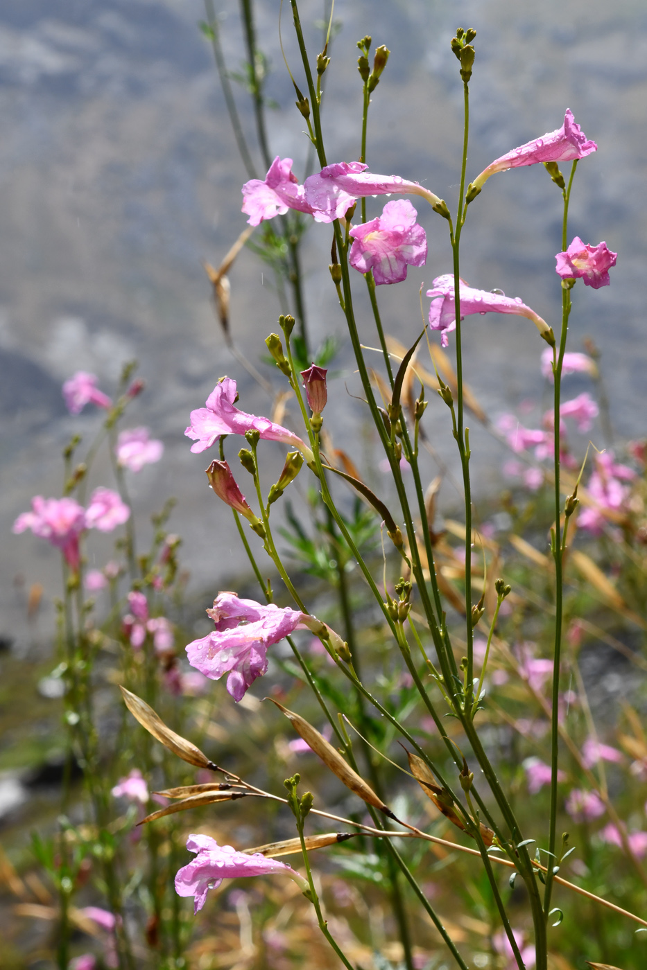 Image of Incarvillea olgae specimen.