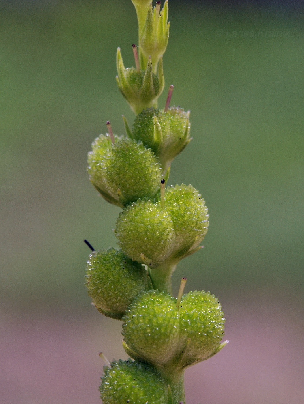 Image of genus Spigelia specimen.