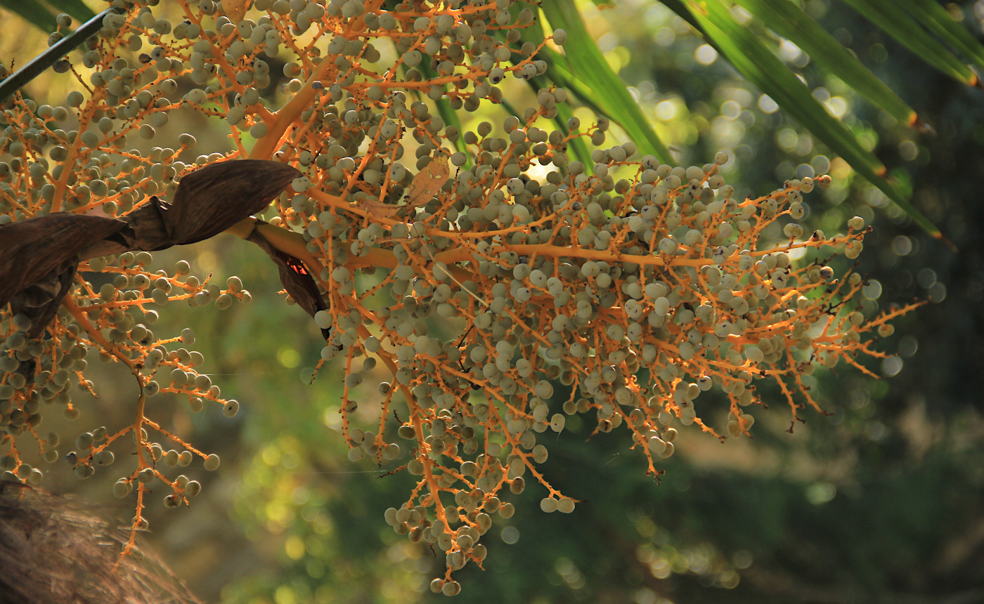 Изображение особи Trachycarpus fortunei.