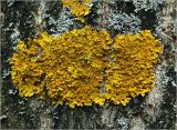 Xanthoria parietina. Талломы с апотециями на стволе Juglans mandshurica. Московская обл., Раменский р-н, окр. дер. Хрипань, садовый участок. 02.05.2024.