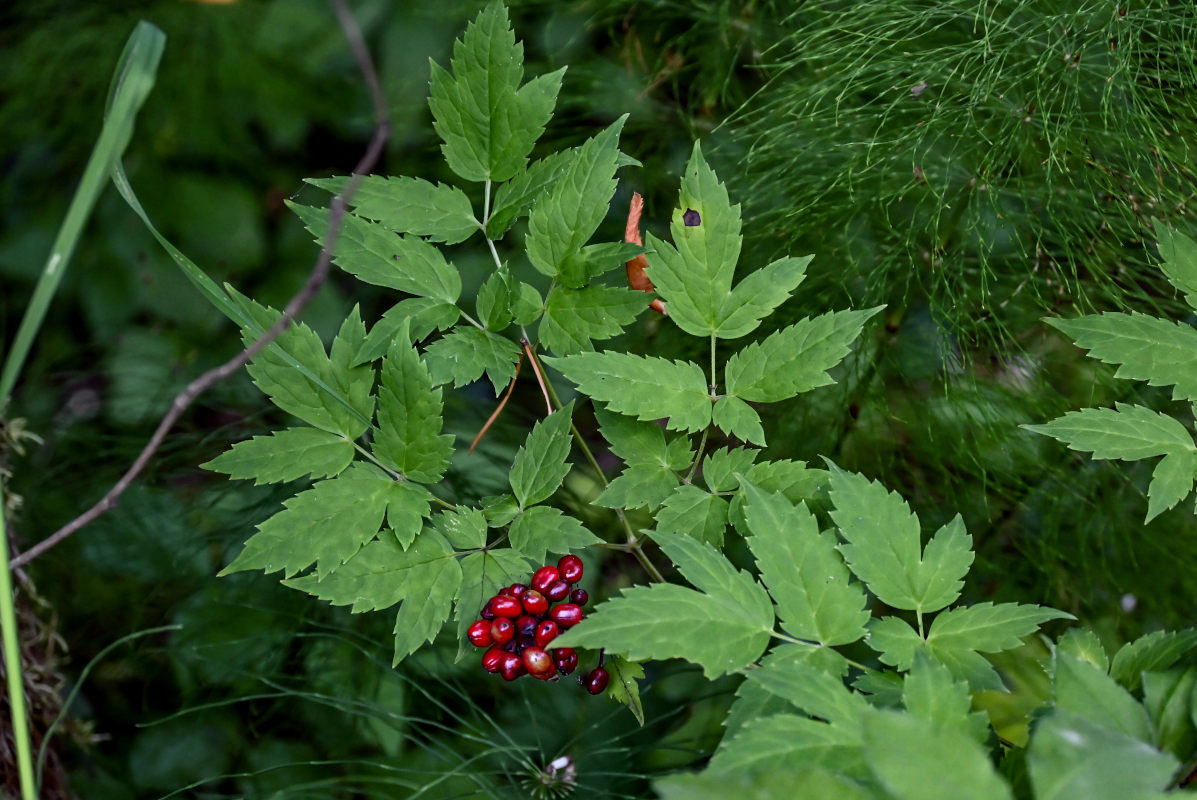 Image of Actaea erythrocarpa specimen.