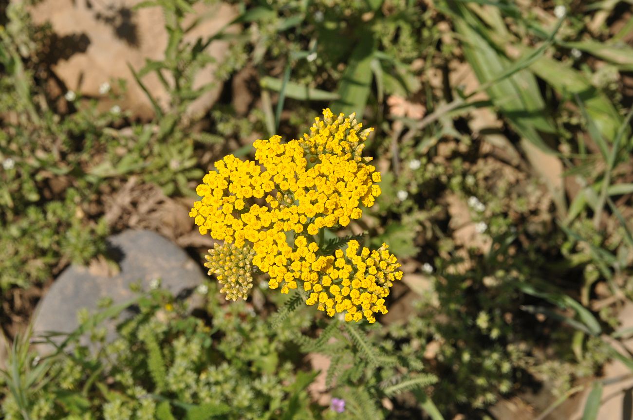 Изображение особи род Achillea.