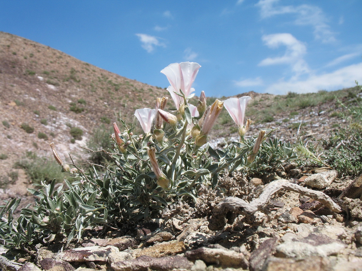 Image of Convolvulus fruticosus specimen.
