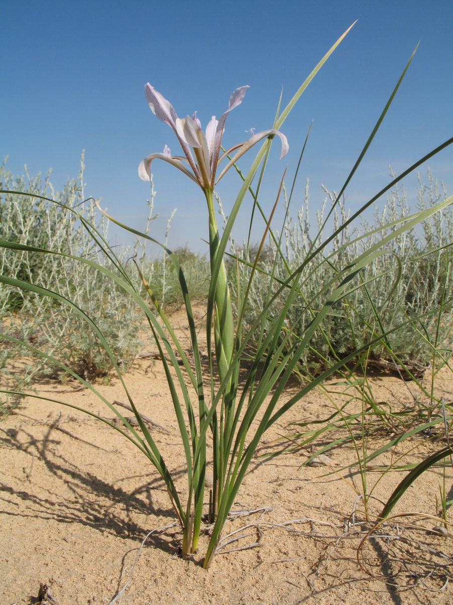 Изображение особи Iris songarica.