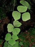 Pueraria lobata