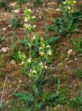 Phlomoides labiosa