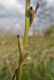 Смотреть изображение Ophrys mammosa подвид caucasica