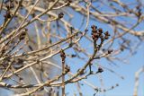 Смотреть изображение Fraxinus excelsior