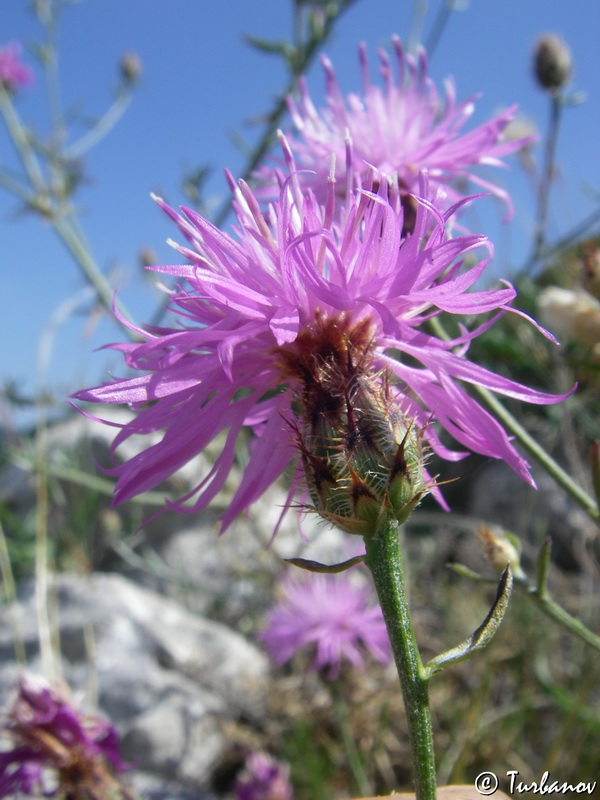 Изображение особи Centaurea &times; comperiana.