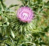 View full-size image Carduus acanthoides