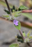 View full-size image Ziziphora graveolens
