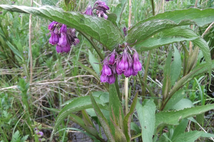 Image of Symphytum officinale specimen.