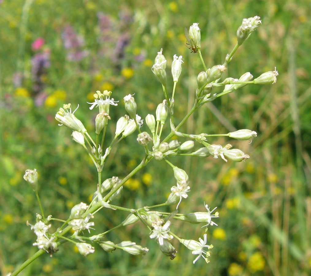 Image of Silene wolgensis specimen.