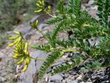 Astragalus propinquus