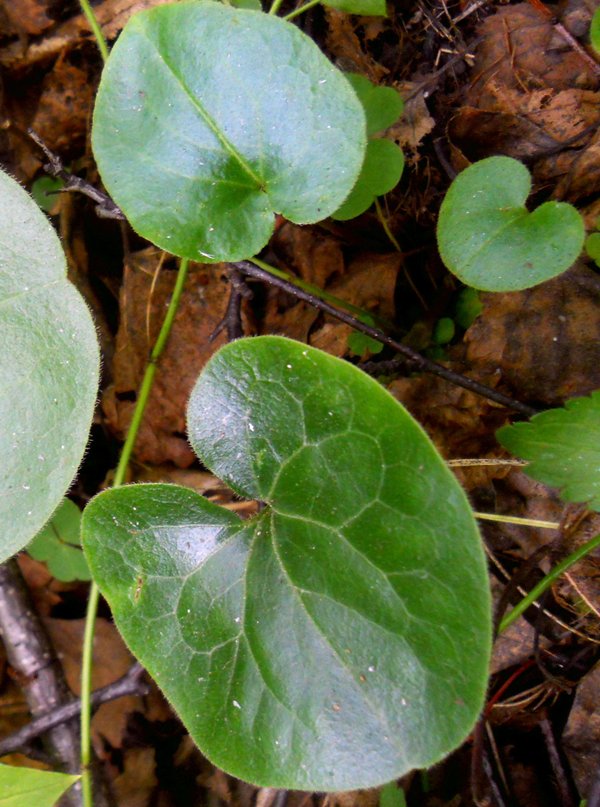 Изображение особи Asarum europaeum.