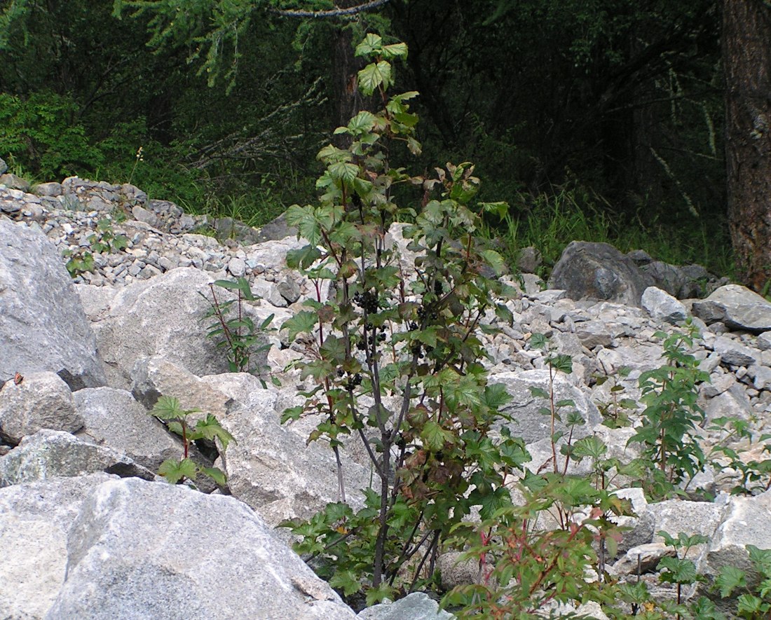 Image of Ribes altissimum specimen.