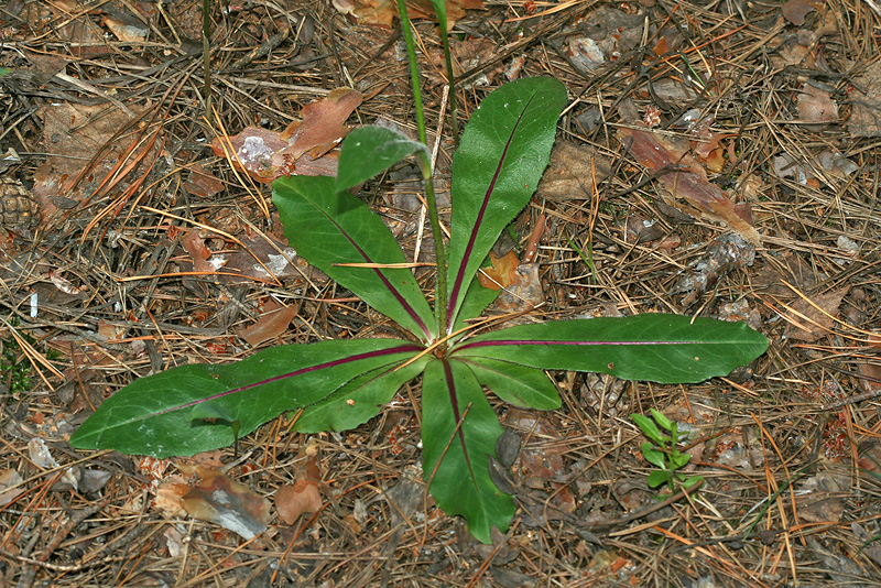 Image of Trommsdorffia maculata specimen.