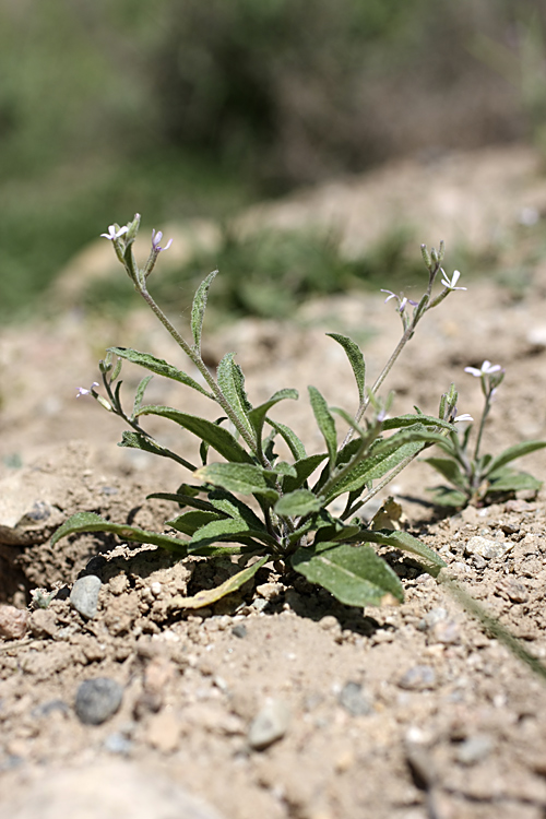 Изображение особи Strigosella trichocarpa.